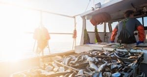 seafood-terminology2_2 | Gordon Food Service