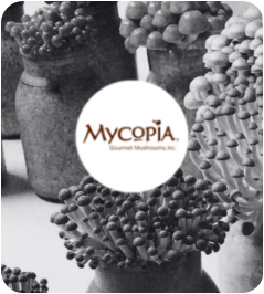 Mycopia-image.png